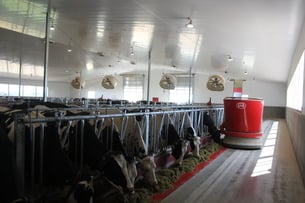 dairy barn ventilation and feeding cows