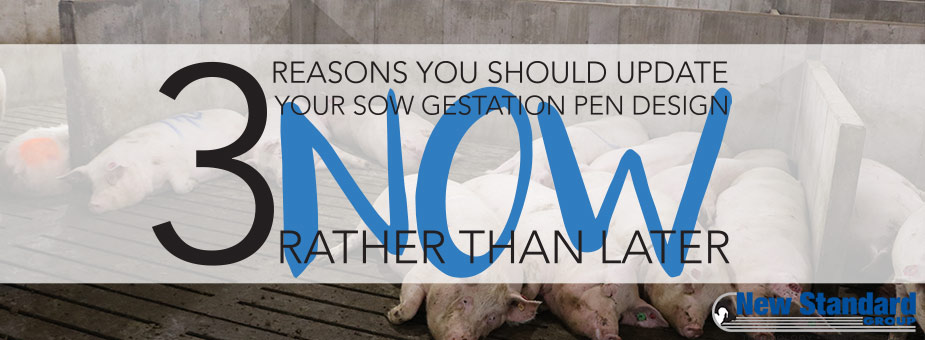 3 Reasons You Should Update Your Sow Gestation Pen Design Now Rather ...