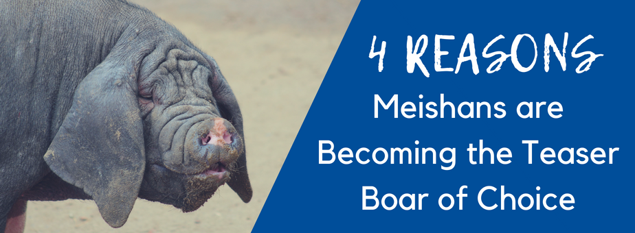 4 Reasons Meishans are Becoming the Teaser Boar of Choice - New Standard Group 