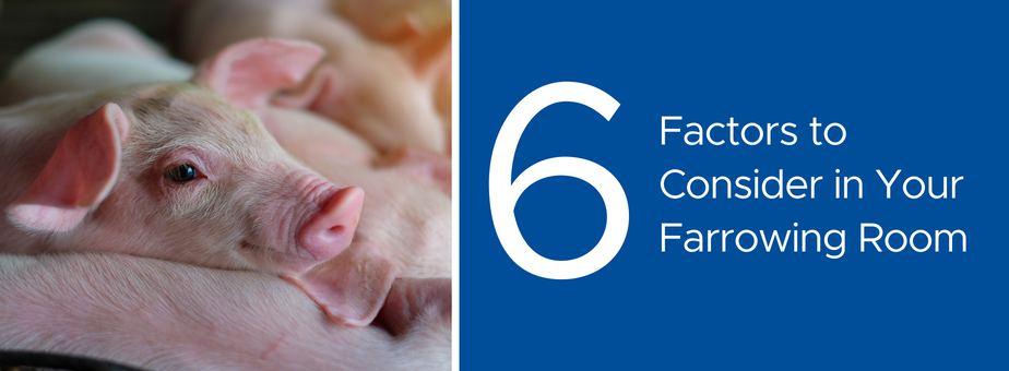 6 Factors to Consider in Your Farrowing Room