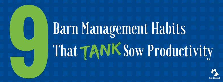 Barn Management Habits That Tank Sow Productivity (1)
