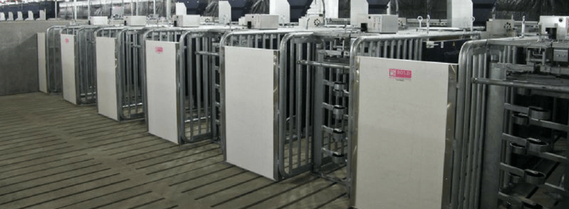 Electronic Sow Feeding Stations