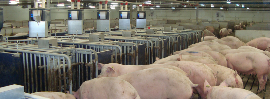 Managing Electronic Sow Feeding Cycles in Group Housing