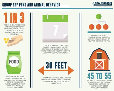 [Infographic] Sow Feeding and Behavior in Group Gestation Pens