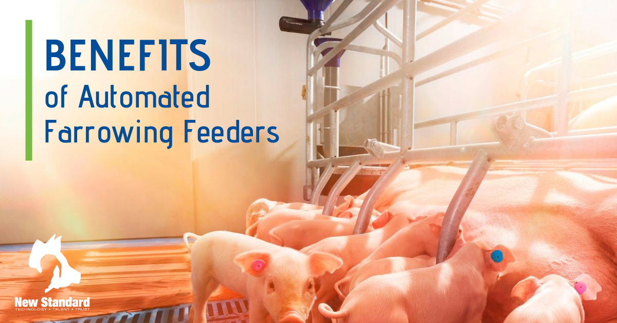 Farrowing Feeders