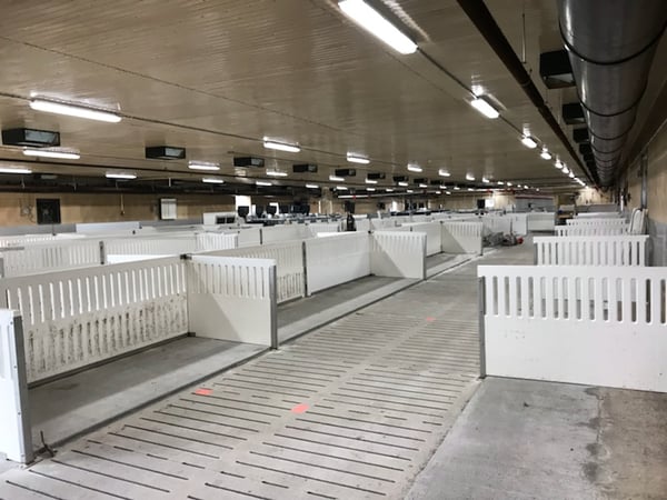 Finished group sow housing barn