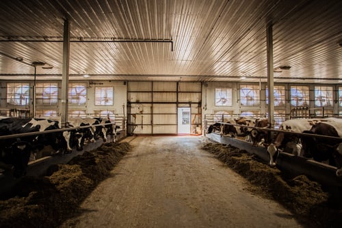 dairy barn ventilation in canada