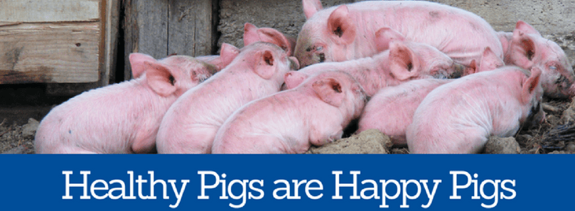 Healthy Pigs are Happy Pigs blog.png
