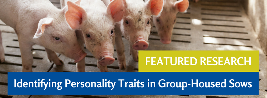 Featured Research: Identifying Pig Personality Traits in Group-Housed Sows Featured Research: Identifying Pig Personality Traits in Group-Housed Sows
