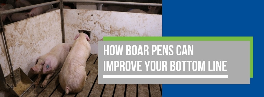 How Boar Pens Can Improve Your Bottom line (1)