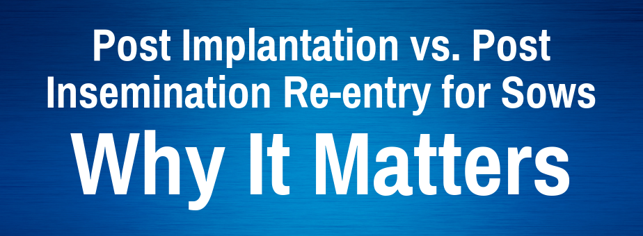 Post Implantation vs. Post Insemination Re-entry for Sows_ Why It Matters (2)