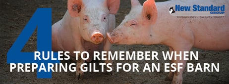 4 Rules to Remember When Preparing Gilts for an ESF Barn