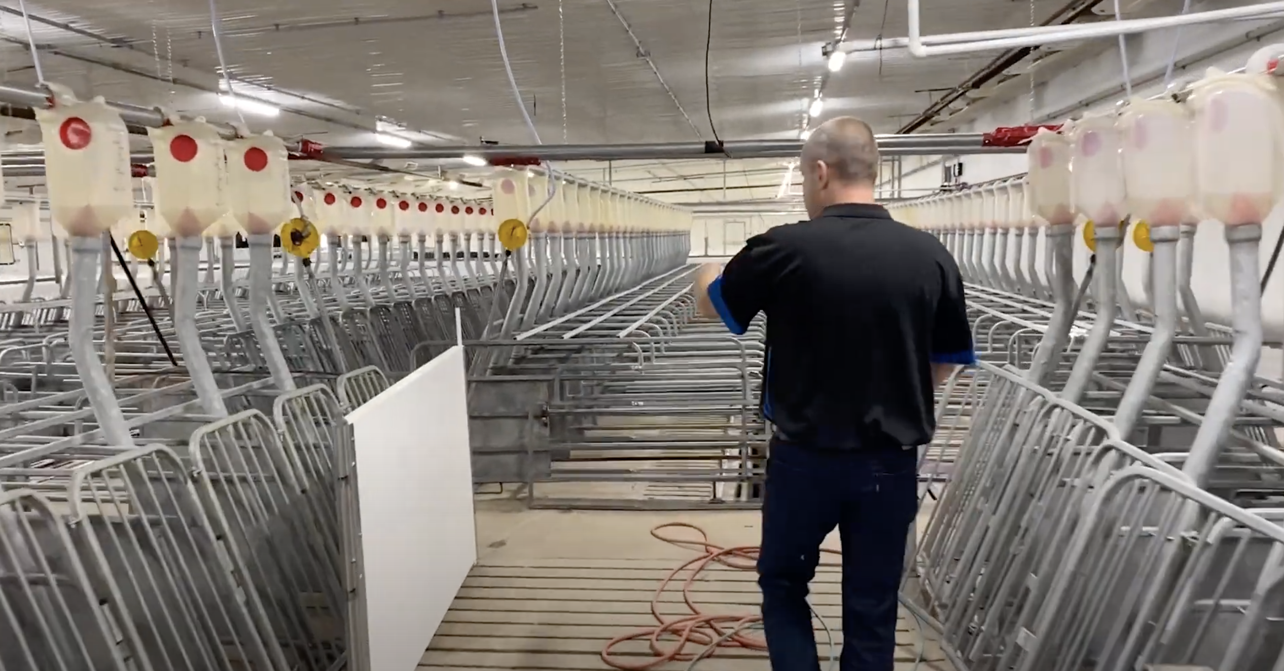 loose sow housing barn tour