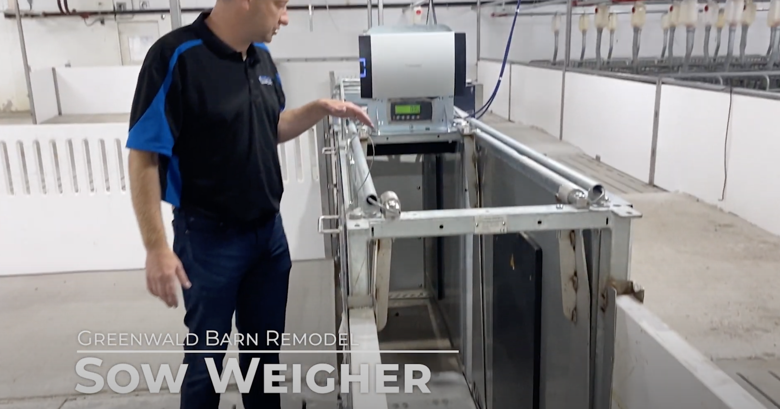 nedap sow weigher in loose sow barn