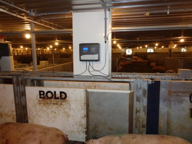 bold sow weight monitoring systems
