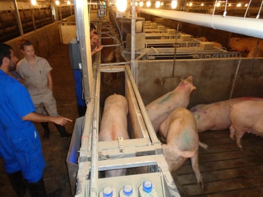 collecting sow weight at thomas livestock