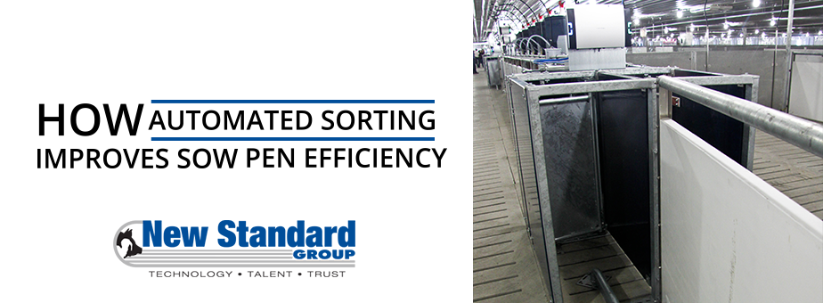 How Automated Sorting Improves Sow Pen Efficiency