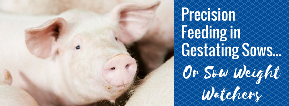 Precision Feeding in Gestating Sows: Sow Weight Watchers.png
