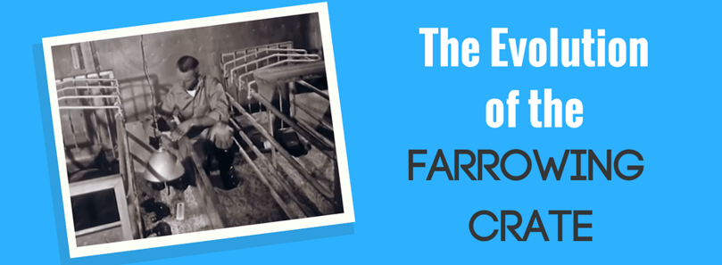 The Evolution of the Farrowing Crate - New Standard Group