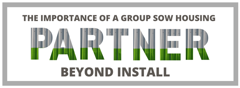 The Importance of a Group Sow Housing - New Standard Group 