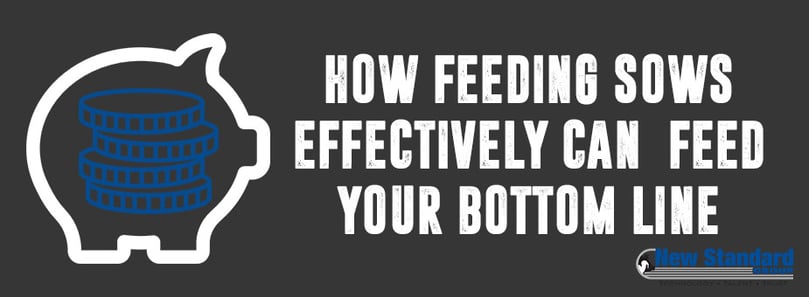 feeding sows and monitoring sow weight