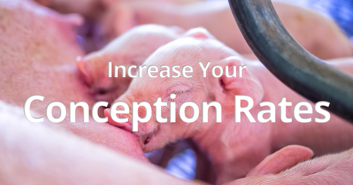 increase-your-conception-rates