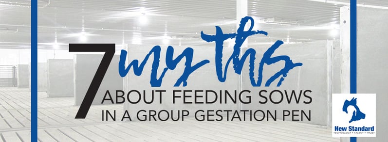 feeding sows in a group gestation pen