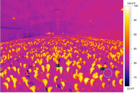 poultry temperature in barn design.png