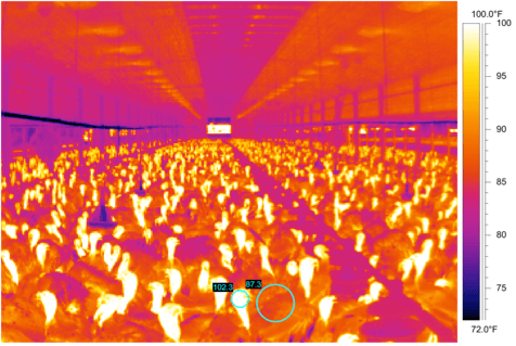 poultry temperature.png