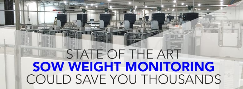 sow weight monitoring in a hog barn design